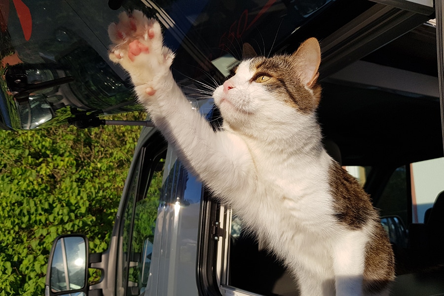 Katze sitzt am Ausstellfenster des Ahorn Van 550