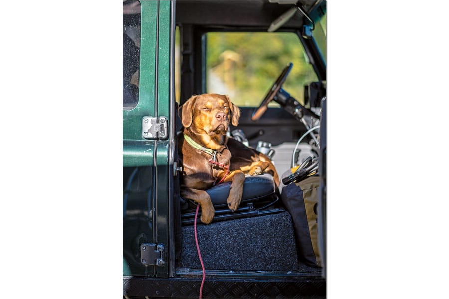 Brauner Labrador liegt auf Beifahrersitz eines grünen Geländewagens
