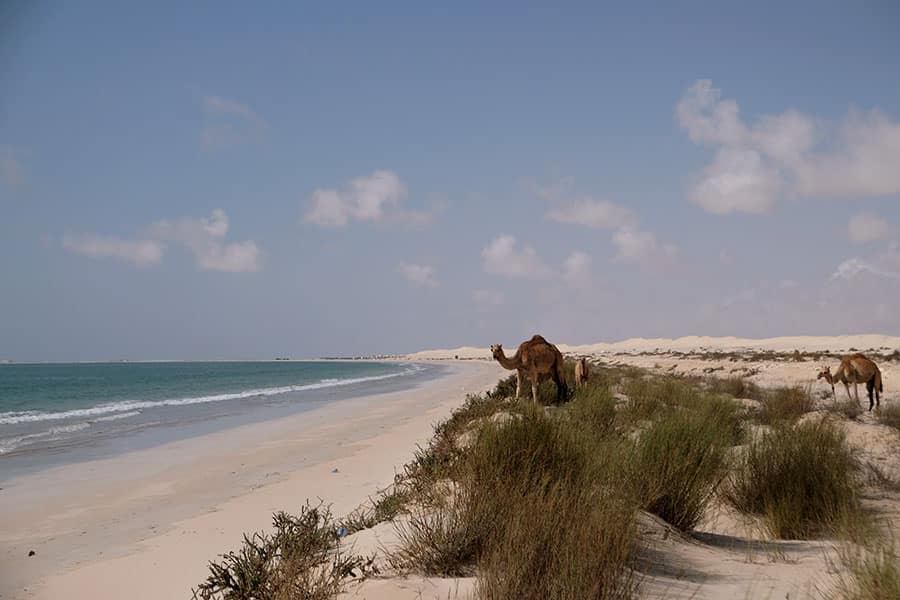 Wüste trifft auf türkisblaues Meer, am Strand stehen zwei Kamela
