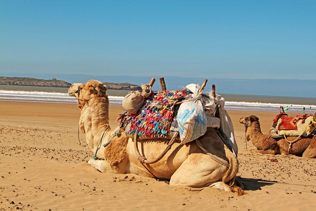 Zwei Kamele iegen am Strand