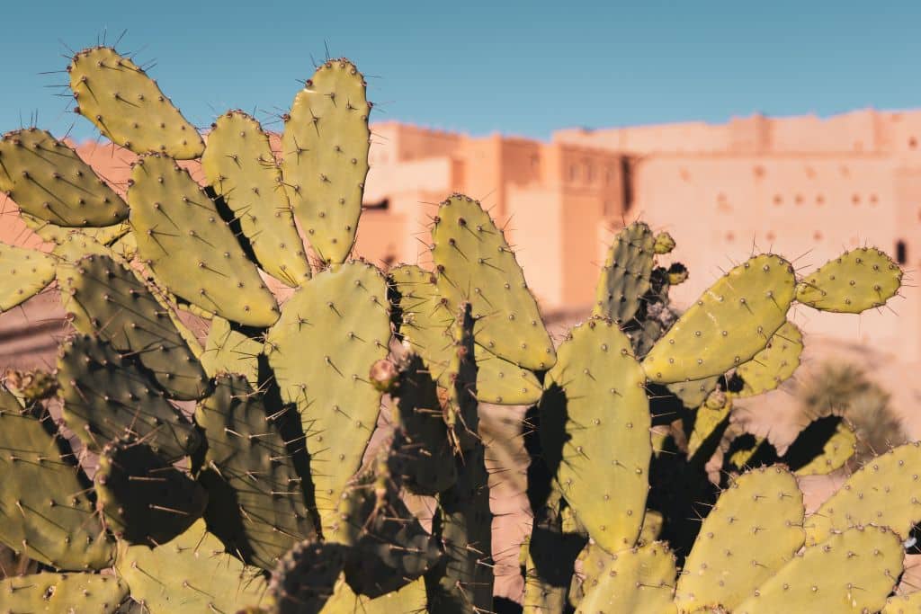 Im T4 Syncro durch Marokko