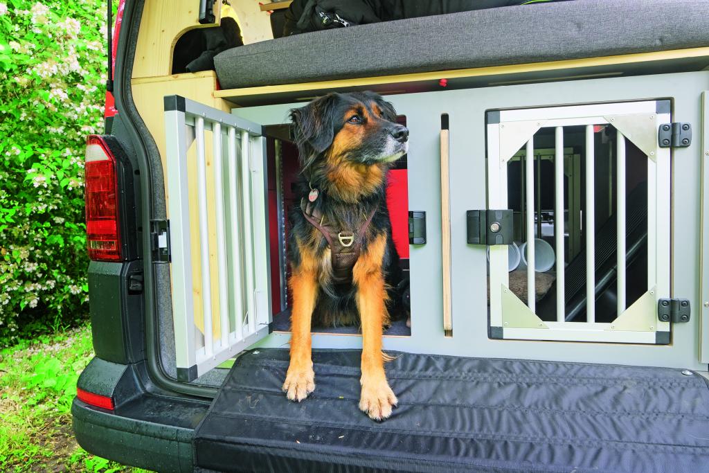 Ein brauner Hund steigt aus einer vergitterten Hundebox im Fahrzeugheck