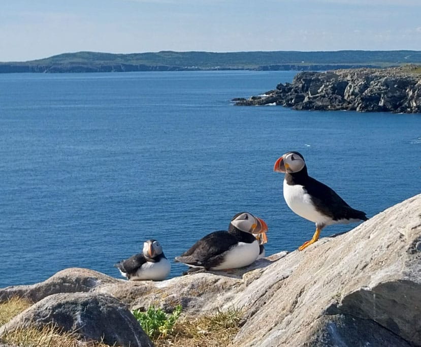 Puffins in Neufundland