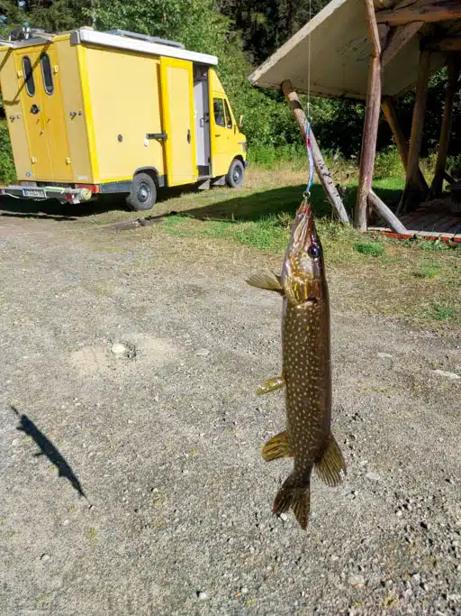 Aufgehängter Fisch
