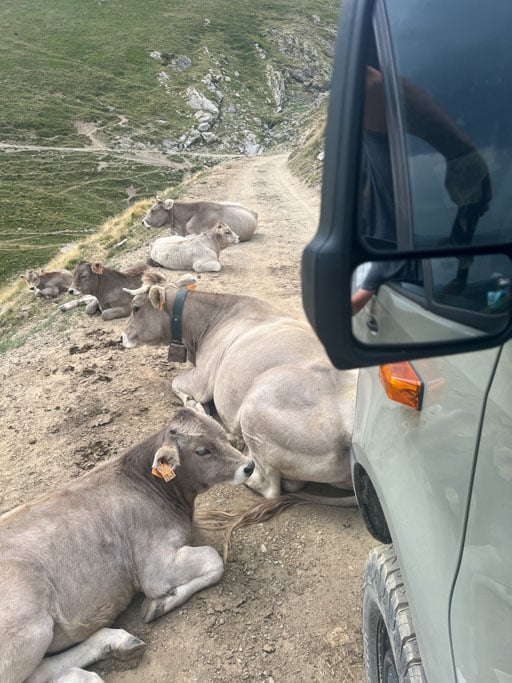 Kühe auf enger Offroad Strecke
