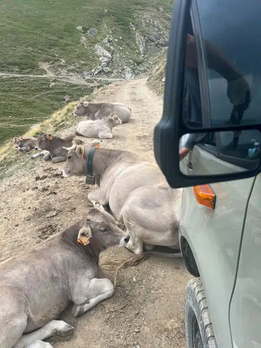 Kühe auf enger Offroad Strecke