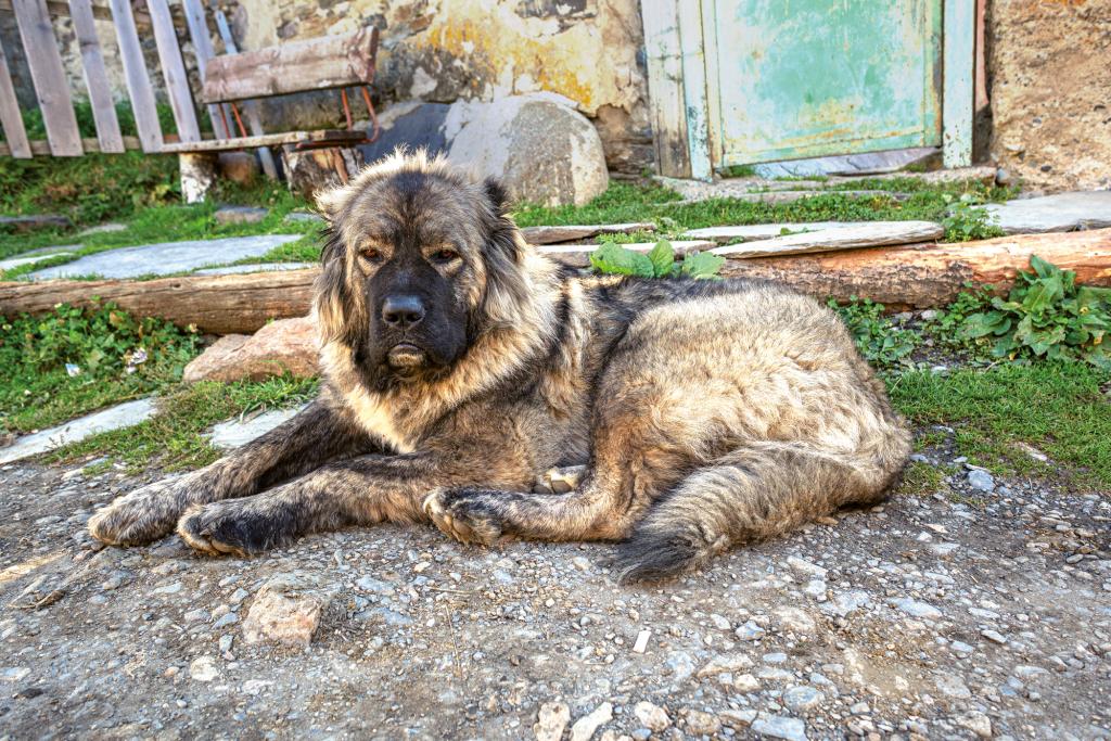 Schäferhund in Georgien